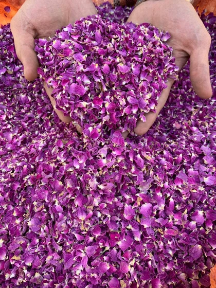 گل محمدی فروشگاهی 